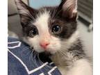 Adopt Wyborn a All Black Domestic Shorthair / Domestic Shorthair / Mixed cat in