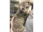 Adopt 50174755 a Gray or Blue Domestic Shorthair / Domestic Shorthair / Mixed