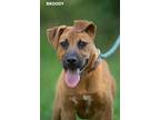 Adopt Broody a Brown/Chocolate - with Black Labrador Retriever / Mixed dog in