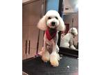 Adopt Mimoso a White Poodle (Miniature) / Mixed dog in Abbotsford, BC (34654097)