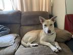 Adopt Saginaw a White - with Tan, Yellow or Fawn Golden Retriever / Husky /
