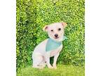 Adopt Casper a White - with Tan, Yellow or Fawn Terrier (Unknown Type