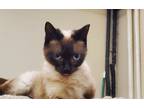 Adopt CHARLIE a Cream or Ivory (Mostly) Siamese / Mixed (short coat) cat in