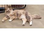 Adopt PELUSA a Calico or Dilute Calico Maine Coon / Mixed (long coat) cat in