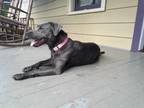 Adopt Lulu a Gray/Blue/Silver/Salt & Pepper Labrador Retriever / Pointer / Mixed