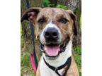 Adopt Duke a Brindle Plott Hound / Mixed dog in Blackwood, NJ (32983223)