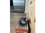 Adopt Cassiopeia and Orion a Gray or Blue (Mostly) Russian Blue / Mixed (medium