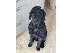 Adopt Chance a Black Schnauzer (Giant) / Mixed dog in Ft.
