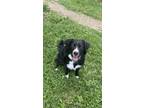 Adopt Ludo a Black - with White Border Collie / Black and Tan Coonhound / Mixed