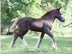 Black filly possible 3 in 1