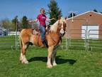 Swagger is a beautiful 1011 yo Belgian Gelding who stands 162 hh