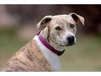 Adopt Zebby a Mixed Breed