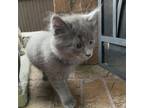 Adopt Roley a Nebelung, Domestic Short Hair