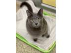 Adopt Mr. Collins a Tonkinese