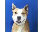 Adopt Jack - 051203Q a Pit Bull Terrier