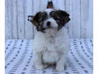 Pom-A-Poo-Poodle (Miniature) Mix PUPPY FOR SALE ADN-386208 - FRED