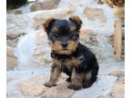 Yorkshire Terrier PUPPY FOR SALE ADN-386220 - JORDAN