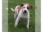 Puggle PUPPY FOR SALE ADN-386010 - Puggle Mix For Sale Sugarcreek OH Female Plum