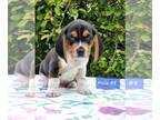 Beagle PUPPY FOR SALE ADN-385719 - AKC Beagle Puppies