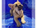 French Bulldog PUPPY FOR SALE ADN-386037 - Tan French Bulldog