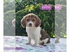 Beagle PUPPY FOR SALE ADN-385702 - AKC Beagle Puppies