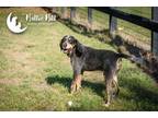 Adopt Conway a Bluetick Coonhound