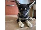 Adopt Alaska pup 5 a German Shepherd Dog