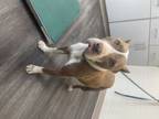 Adopt Ariel a Pit Bull Terrier, Mixed Breed