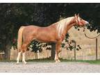 Straight Davenport Al Khamsa colorful Arabian stallion for sale