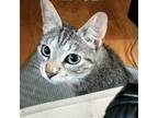 Adopt Sunshine (AF) a Brown Tabby Domestic Shorthair / Mixed (short coat) cat in