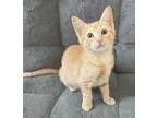Adopt Simba (Raif) a Orange or Red Tabby Domestic Shorthair (short coat) cat in