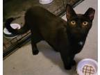 Adopt Sammy KITTEN a All Black Domestic Shorthair / Mixed (short coat) cat in