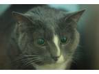 Adopt Hannah a Domestic Shorthair / Mixed cat in Lincoln, NE (34667527)