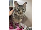 Adopt Ontario a Domestic Mediumhair / Mixed cat in Lincoln, NE (34667525)