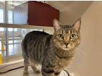 Adopt Heuheu a Domestic Shorthair / Mixed cat in Lincoln, NE (34667516)