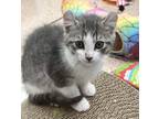 Adopt Eliza a Brown Tabby Domestic Shorthair (short coat) cat in Virginia Beach