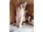 Adopt Everleigh a Brown Tabby Domestic Shorthair (short coat) cat in Virginia