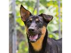 Adopt Windy a Tricolor (Tan/Brown & Black & White) German Shepherd Dog / Mixed
