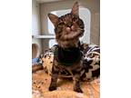 Adopt 2110-1518 Ocean a Spotted Tabby/Leopard Spotted Domestic Mediumhair /