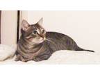 Adopt Sadie a Brown Tabby Domestic Shorthair / Mixed (short coat) cat in Walnut