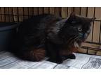 Adopt 22-05-1400 a Domestic Mediumhair / Mixed (medium coat) cat in Dallas