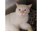 Adopt Fireman a Orange or Red Siamese / Mixed cat in Sedalia, MO (34667388)
