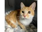 Adopt Mischief a Domestic Shorthair / Mixed (short coat) cat in Washington Court