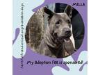 Adopt Mella a Gray/Silver/Salt & Pepper - with Black Chow Chow / Mixed Breed