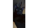 Adopt Blue a All Black Bombay / Mixed (short coat) cat in Alexandria