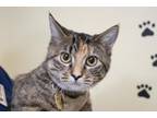 Adopt Sweetie Pie a Domestic Shorthair / Mixed cat in Mountain Home