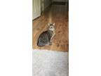 Adopt Raya a Brown Tabby Domestic Mediumhair / Mixed (medium coat) cat in