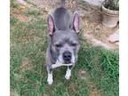 Adopt Remy a Gray/Silver/Salt & Pepper - with White Staffordshire Bull Terrier /