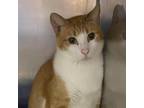 Adopt Sushi a Orange or Red Domestic Shorthair / Mixed cat in Ft Pierce