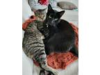 Adopt Oliver a Brown Tabby Domestic Mediumhair / Mixed (medium coat) cat in